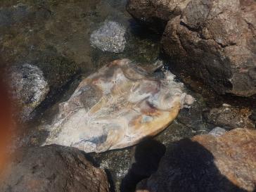 “Κουφάρι” θαλάσσιας χελώνας σε κολπίσκο της Σύρου 