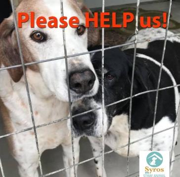 Ζητούνται εθελοντές για το καταφύγιο αδέσποτων Σύρου 