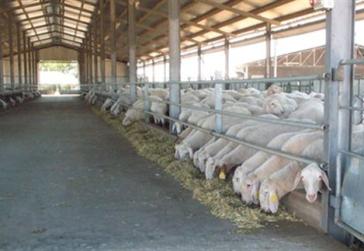 Ρυθμίσεις για την ίδρυση και λειτουργία κτηνοτροφικών εγκαταστάσεων