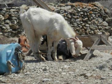 Ζητούν ρύθμιση για τις Κυκλάδες 