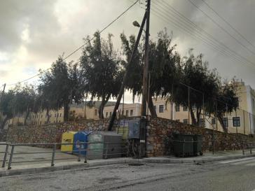 Εκρίζωση ευκαλύπτων εξαιτίας προβλημάτων στην περίφραξη 