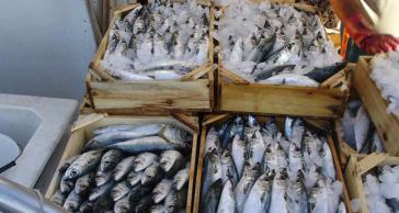 Κατάσχεση αλιευμάτων και επιβολή κυρώσεων σε επαγγελματικό αλιευτικό σκάφος στη Νάξο