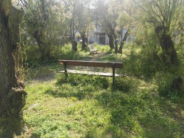  Εκκρεμότητες σε αλσύλλια 