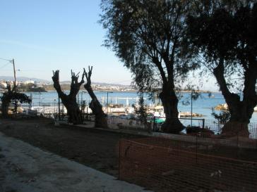 Δέντρα σε κοινόχρηστους χώρους