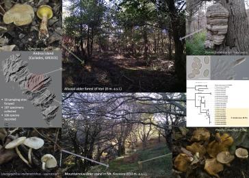 Η πολυετής μελέτη των μανιταριών της Άνδρου αποκαλύπτει τον μοναδικό πλούτο των δασών σκλήθρου