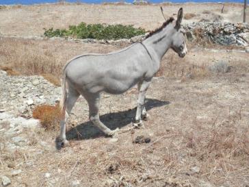 Σύλληψη για κακοποίηση ζώου στην Ίο