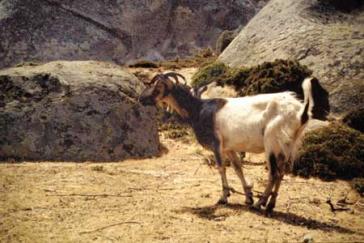 Σύλληψη 52χρονου στη Σύρο για παστούρωμα ζώων