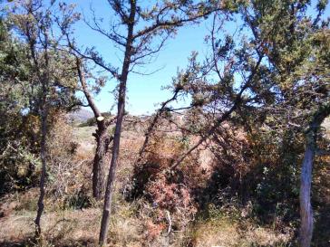 Ενεργοποίηση για την αντιμετώπιση της προσβολής των κεδροδασών της Νάξου