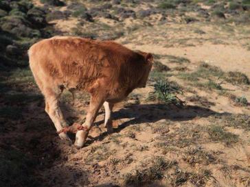 Σύλληψη στην Κέα για παστούρωμα ζώου