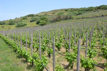 Πρόγραμμα Αναδιάρθρωσης & Μετατροπής Αμπελώνων περιόδου 2022–2023  –Αιτήσεις 