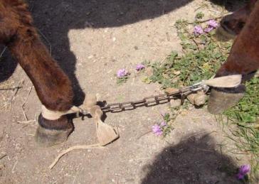 Μύκονος: Σύλληψη γυναίκας για κακομεταχείριση ζώου