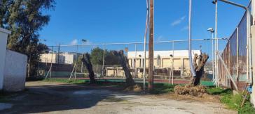 Κοπή δέντρων για απάλειψη προβλημάτων στα γήπεδα τένις 