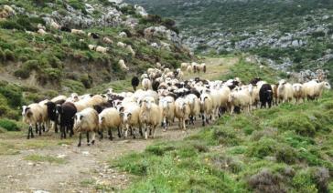 Ευλογιά αιγοπροβάτων: Απόγνωση κτηνοτρόφων - 60.000 ζώα οδηγήθηκαν σε σφαγή