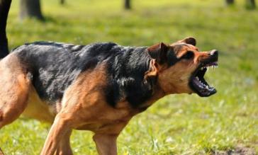 Νάξος: Σκύλος επιτέθηκε σε ηλικιωμένο - Συνελήφθη ο ιδιοκτήτης του