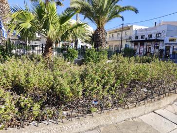 “Αναδύεται” μικρό… δάσος στην πλατεία Ηρώων 