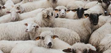 ΥΠΑΑΤ: Στα 17 τα επιβεβαιωμένα κρούσματα αφθώδους πυρετού στη Λέσβο