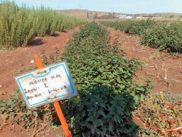Σεμινάρια βιολογικών και αρωματικών καλλιεργειών