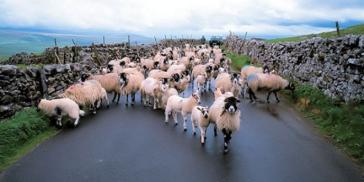 Ενημέρωση για την απογραφή αιγοπροβάτων