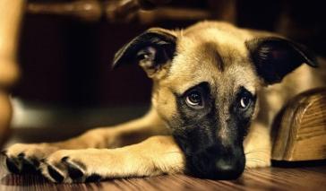 Αναζητείται ο δράστης για τη βάναυση κακοποίηση σκύλου στη Σύρο