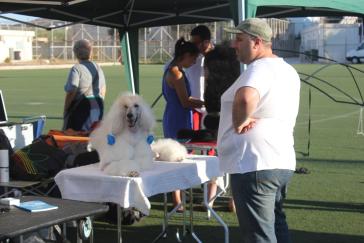 Τα καλά σκυλιά πάνε στο... Γήπεδο της Ερμούπολης
