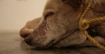 Σχηματισμός δικογραφίας για απόπειρα θανάτωσης ζώου στη Σύρο