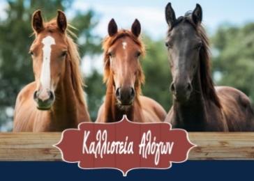 Καλλιστεία Αλόγων στη Σύρο