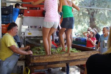 Παραδοσιακό Τρυγοπάτι από τον Πολιτιστικό Σύλλογο Βάρης