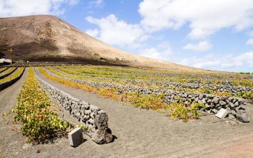 Γνωριμία μαθητών με τον σαντορινιό αμπελώνα
