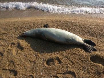 Θύματα του ανθρώπινου μίσους