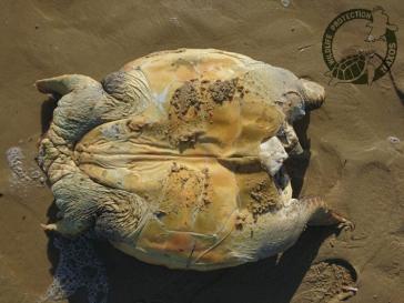 Διευκρινίσεις για τα κρούσματα νεκρών θαλασσίων χελωνών