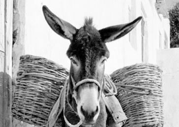 "Non e possibile" από τους Μίμου Άπτου