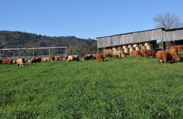 Ρυθμίσεις για την ίδρυση και λειτουργία κτηνοτροφικών εγκαταστάσεων