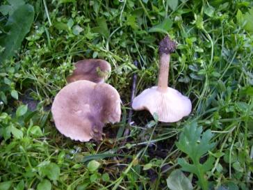 Μανιταροεξόρμηση στην Άρνη 