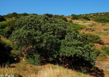 Εντοπισμός και καταγραφή των βελανιδιών του νησιού