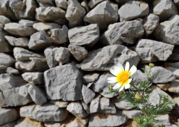 «Η Αμοργιανή Μαστοριά»