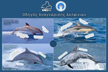 Πλέεις στις Κυκλάδες και είδες δελφίνι;