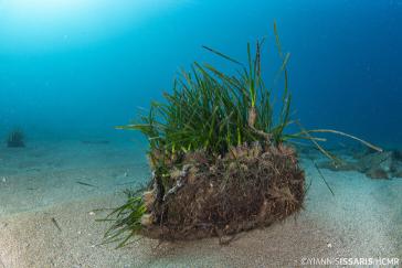 42 λιβάδια ποσειδωνίας κατά μήκος τεσσάρων περιοχών του Νοτίου Αιγαίου