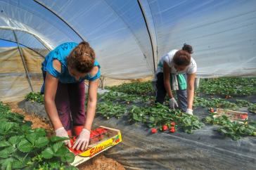 Καταγγελία για άθλιες συνθήκες διαβίωσης αλλοδαπών εργατών στη Μανωλάδα