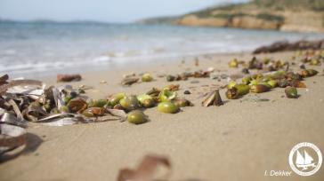 Καρποί Ποσειδωνίας: To "σπάνιο" φαινόμενο σε αρκετές ελληνικές ακτές