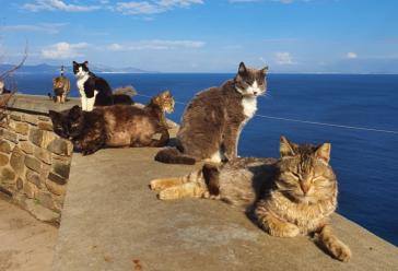 Σύρος Εξ Αρχής: “Ανεπαρκείς οι πόροι που δίνει η κυβέρνηση για τα αδέσποτα ζώα”