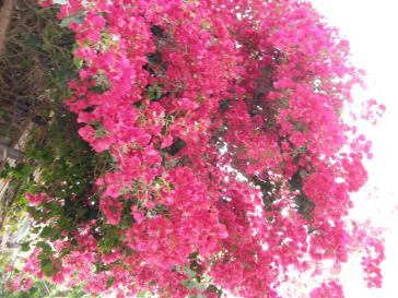 Εθελοντική περιποίηση