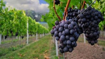 Χορήγηση αδειών για νέες φυτεύσεις οινοποιήσιμων αμπελώνων