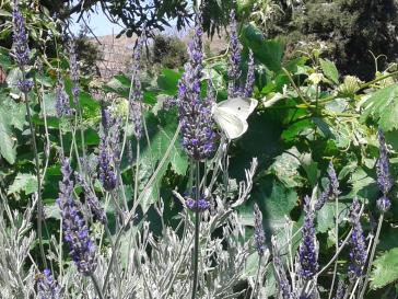 Η φωτογραφία της ημέρας