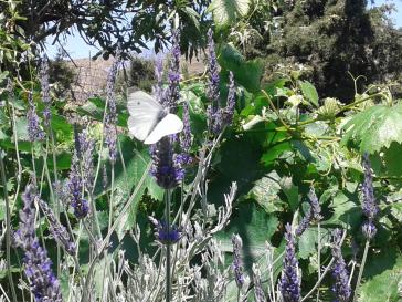 Η φωτογραφία της ημέρας