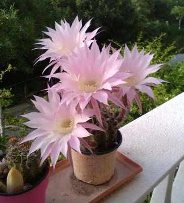 Η φωτογραφία της ημέρας