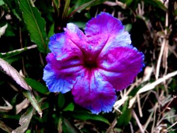 Η φωτογραφία της ημέρας