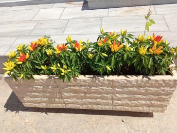 Η φωτογραφία της ημέρας