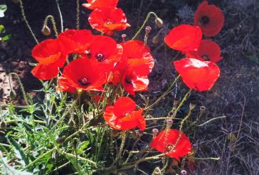 Η φωτογραφία της ημέρας