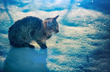 Πώς να βοηθήσετε τα αδέσποτα στην κακοκαιρία