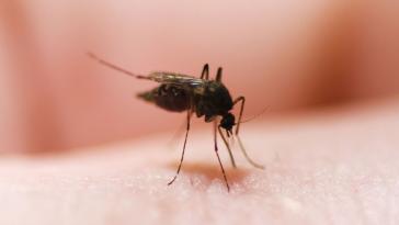 Κουνούπια: Τι τα ελκύει σαν μαγνήτης και τι τα απωθεί – Πάρτε τα μέτρα σας